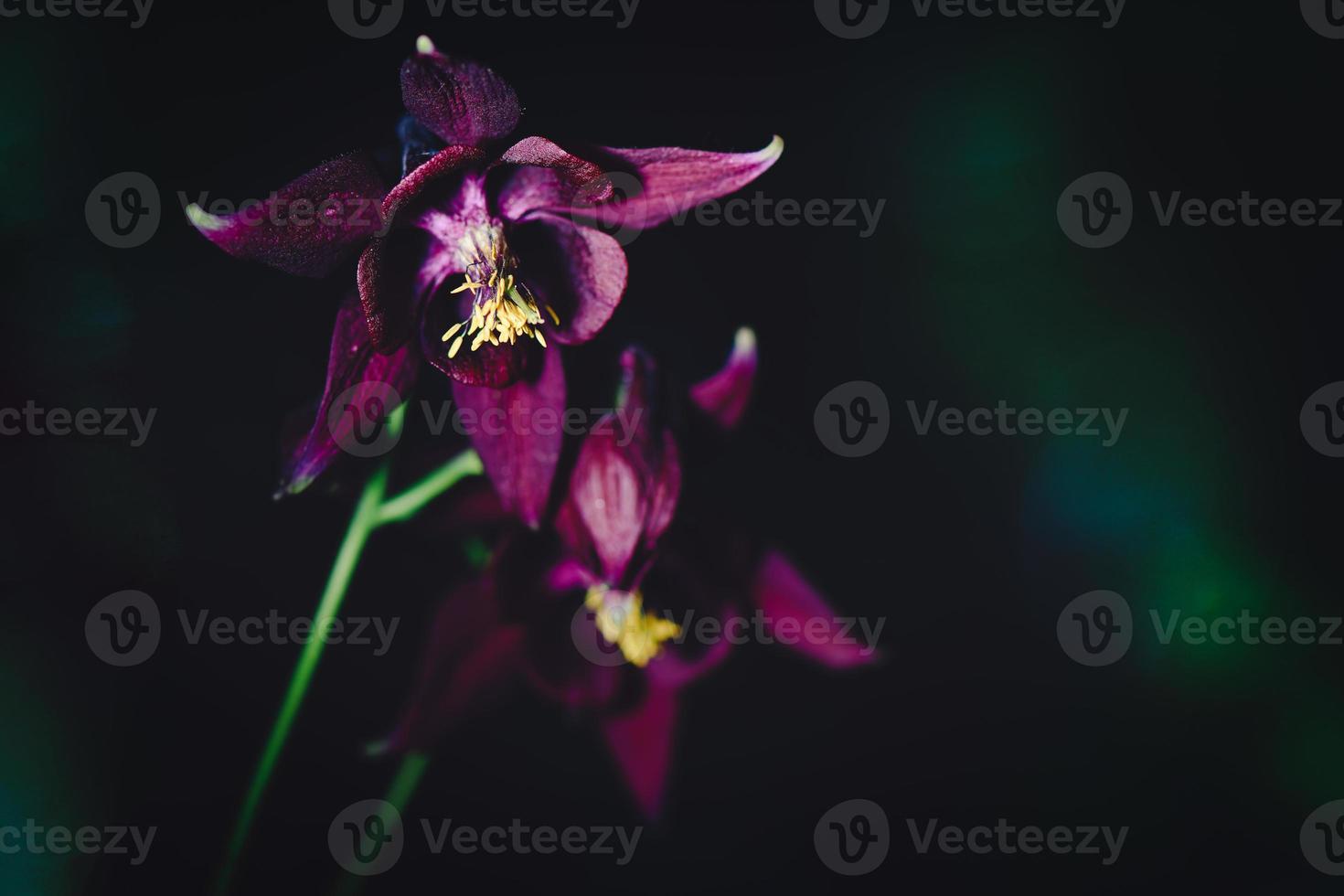 Aquilegia atrata sobre prealpes italianos foto