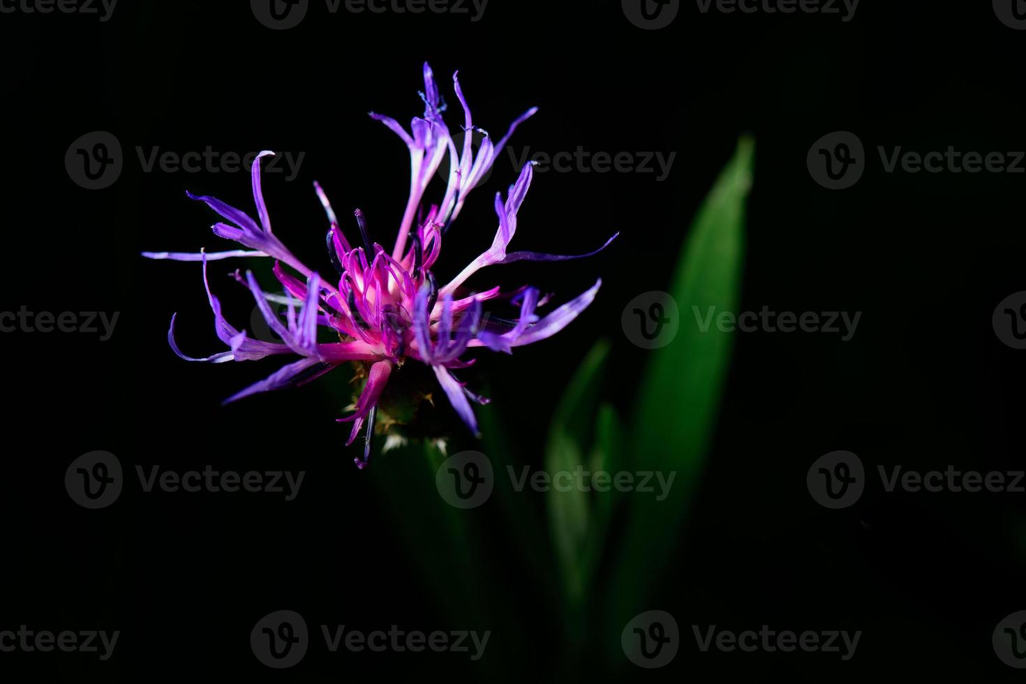 centaurea montana en prealpes italianos foto