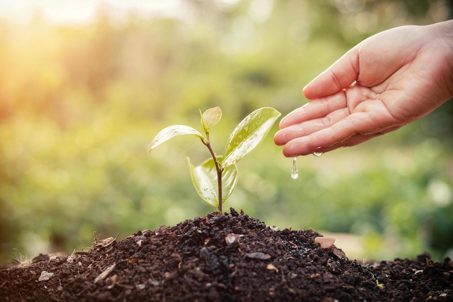 Hand  watering young plants growing in germination sequence on fertile soil at sunset background photo