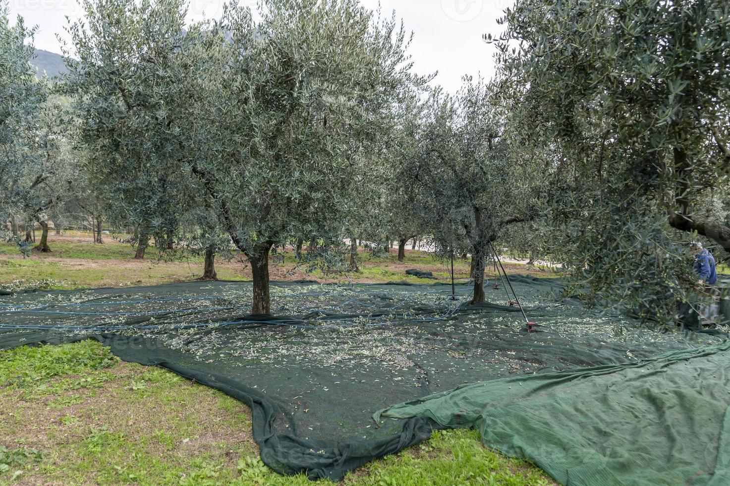 cloths positioned for olive harvesting photo