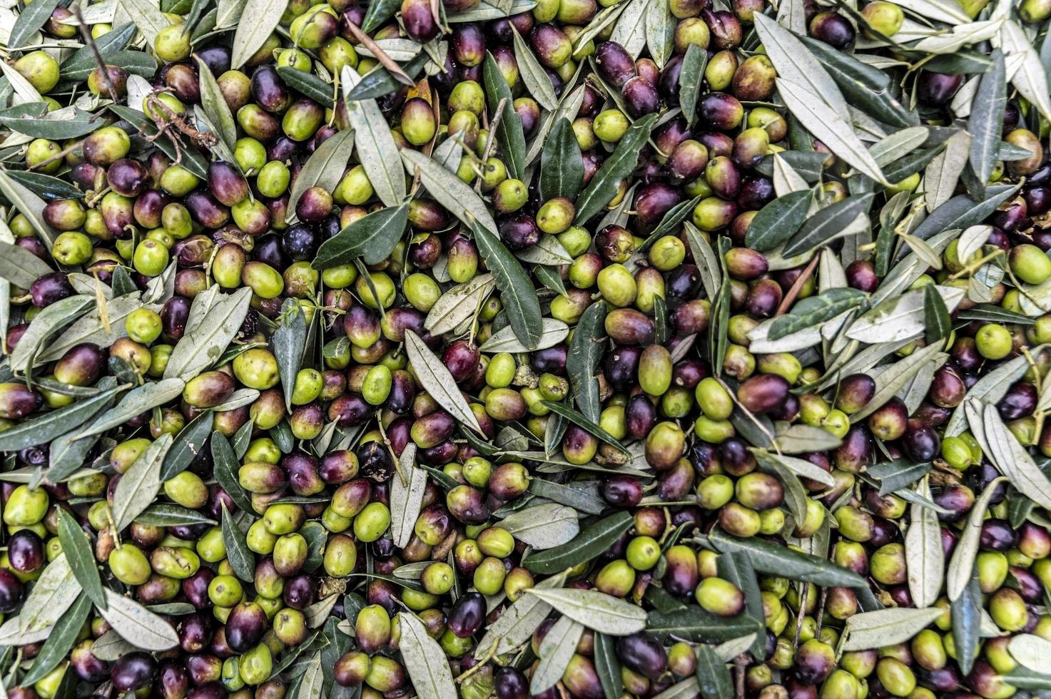 texture of freshly harvested olive photo