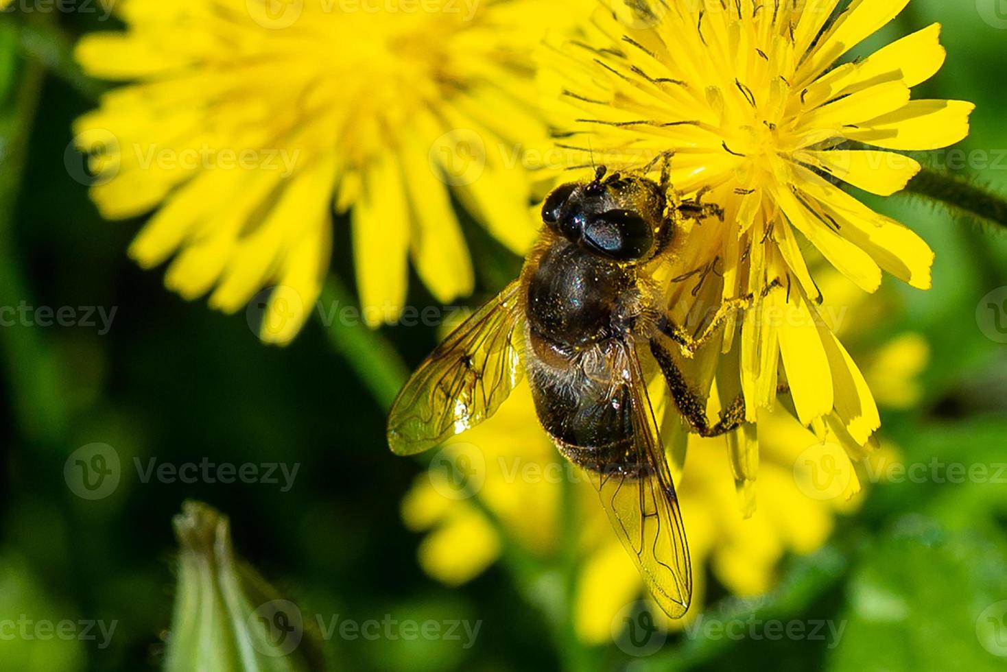 abeja en el trabajo foto