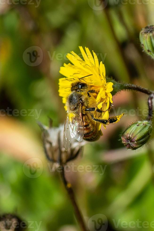 mariposa en la flor foto