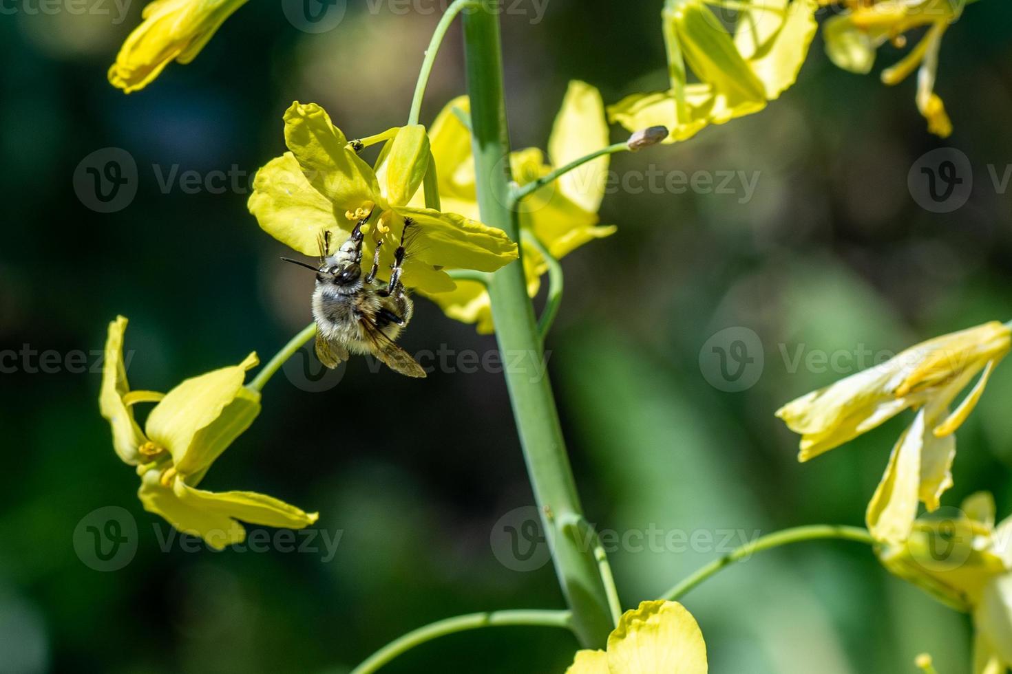 bee on flowers photo