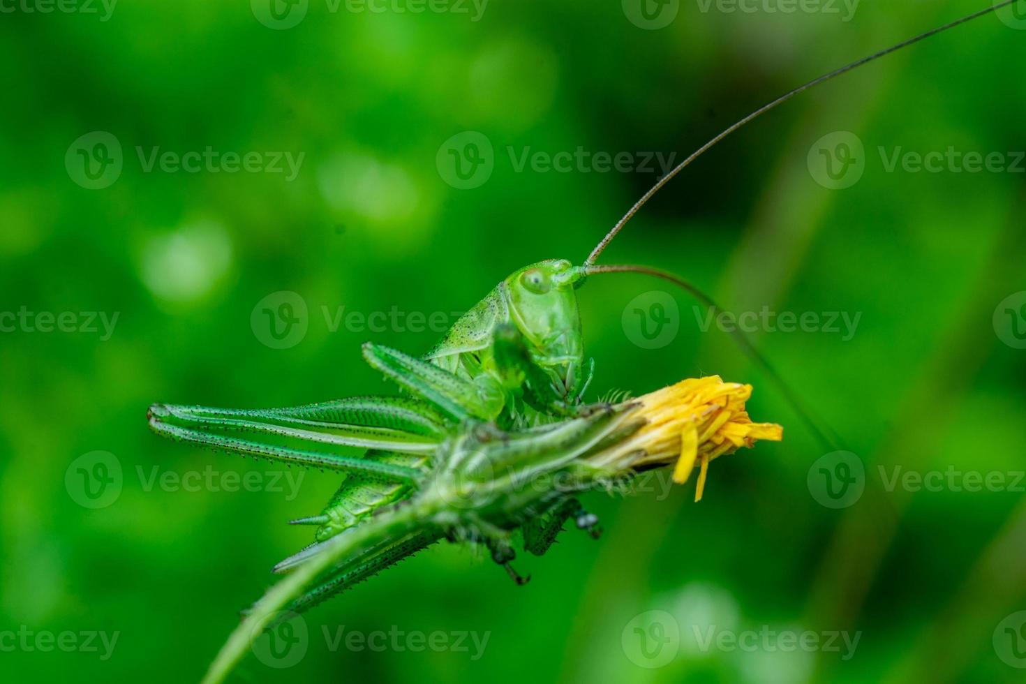 green cricket on leaf photo