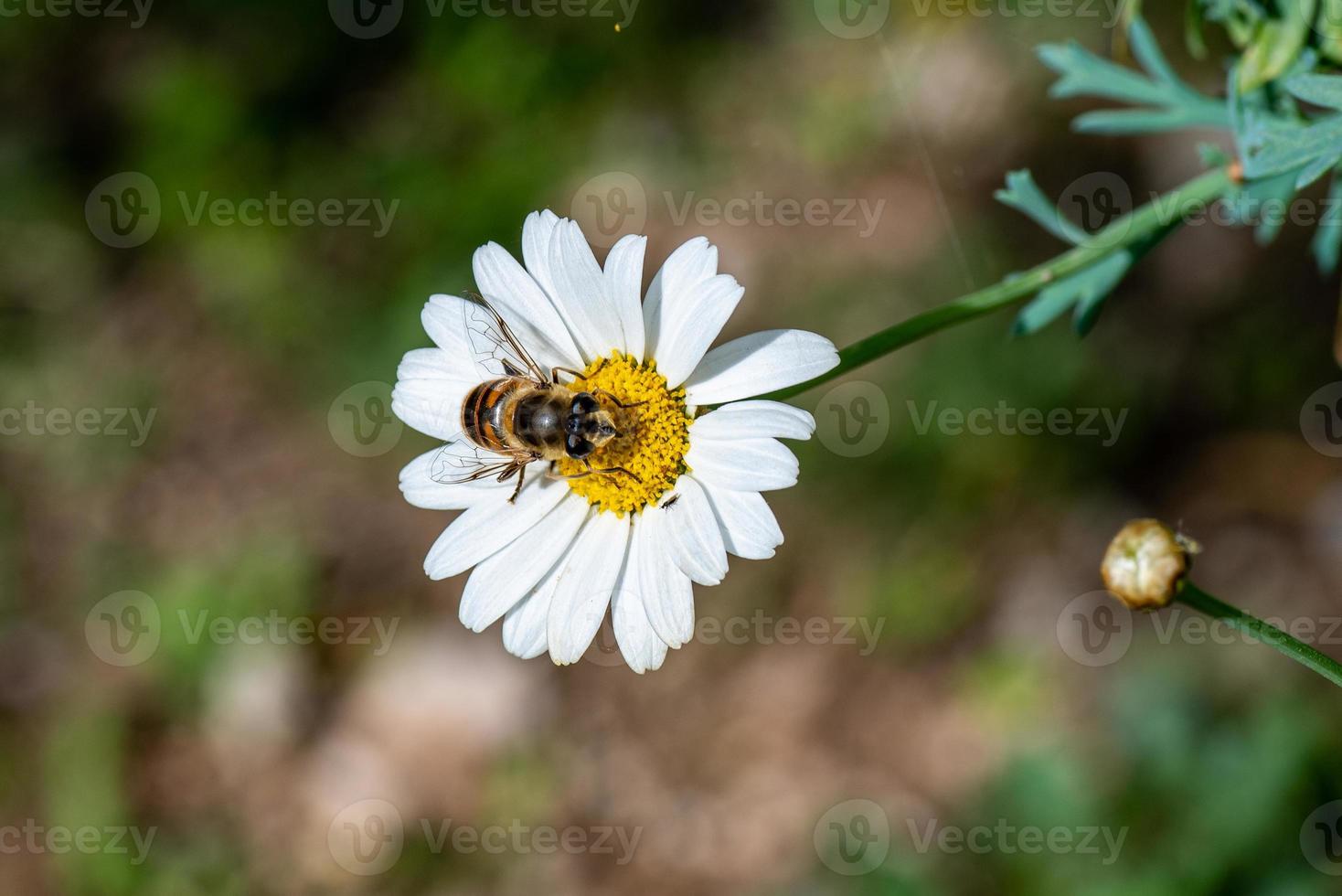 bee on daisy photo