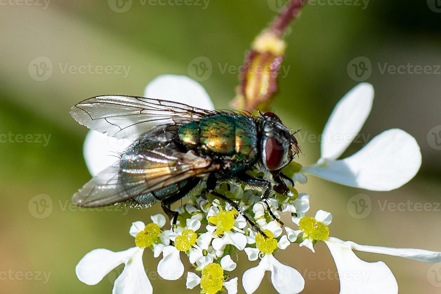 volar en una flor foto