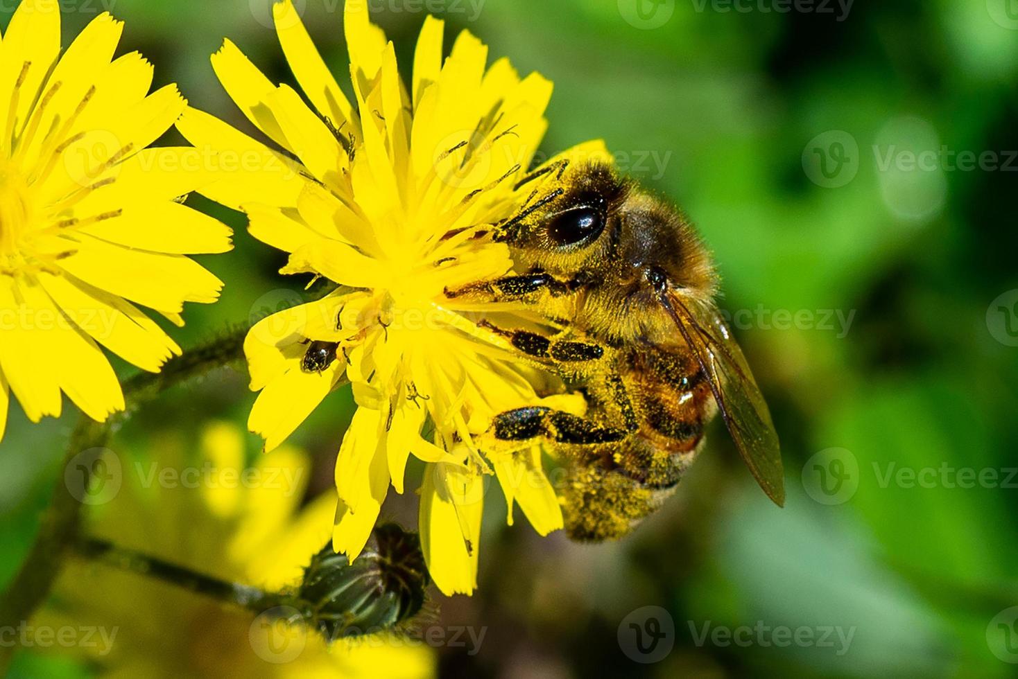 bee on the photo