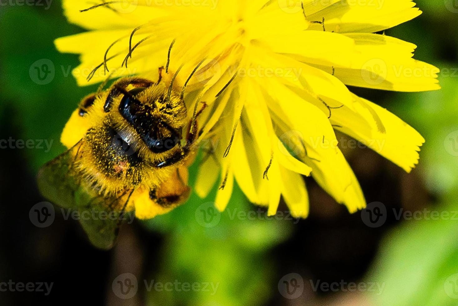 abeja en el trabajo foto