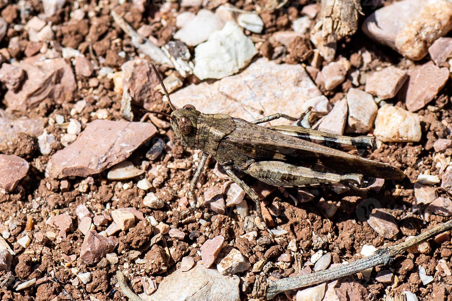 the insect oedipodinae photo