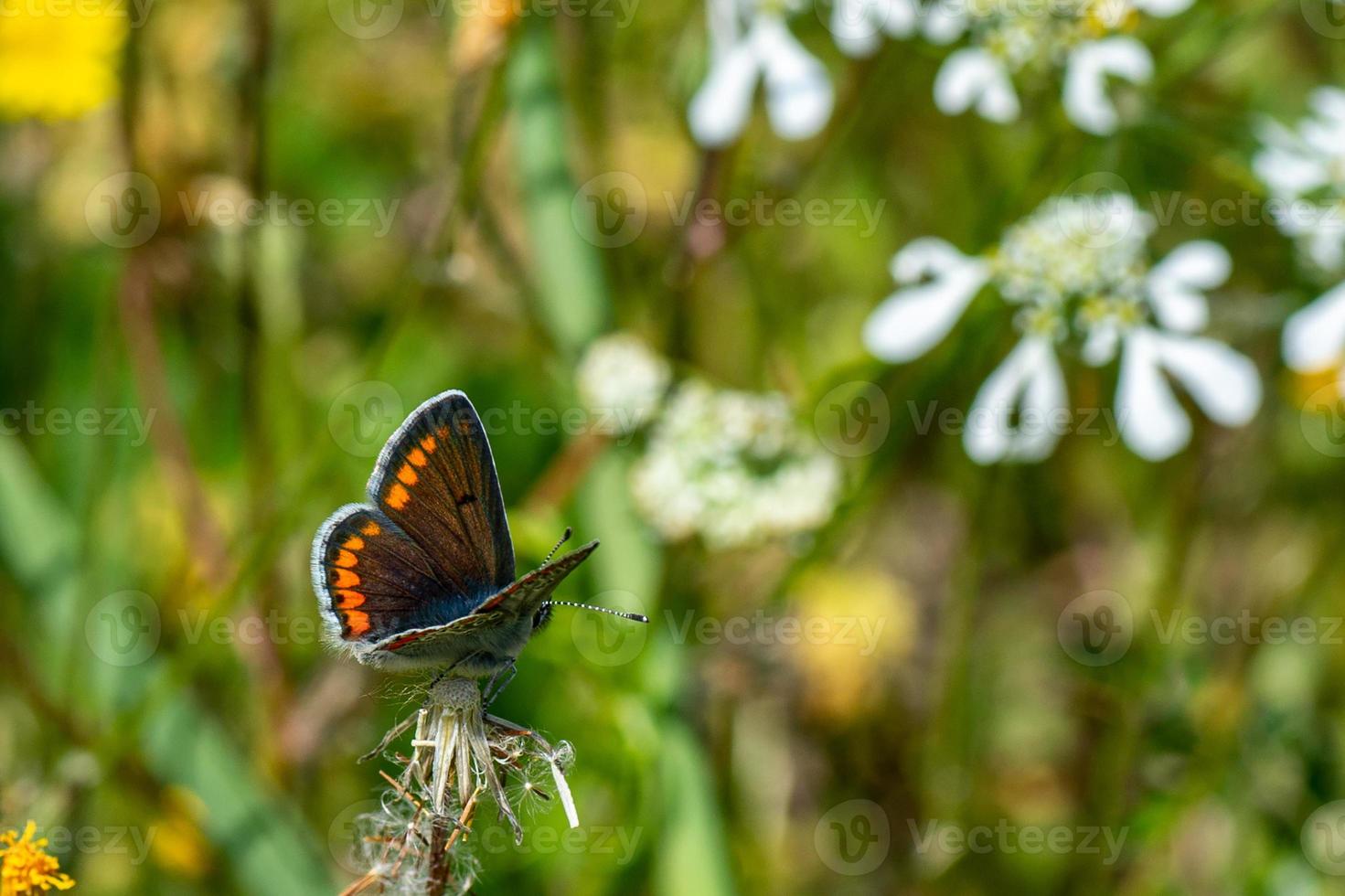 mariposa en flor foto
