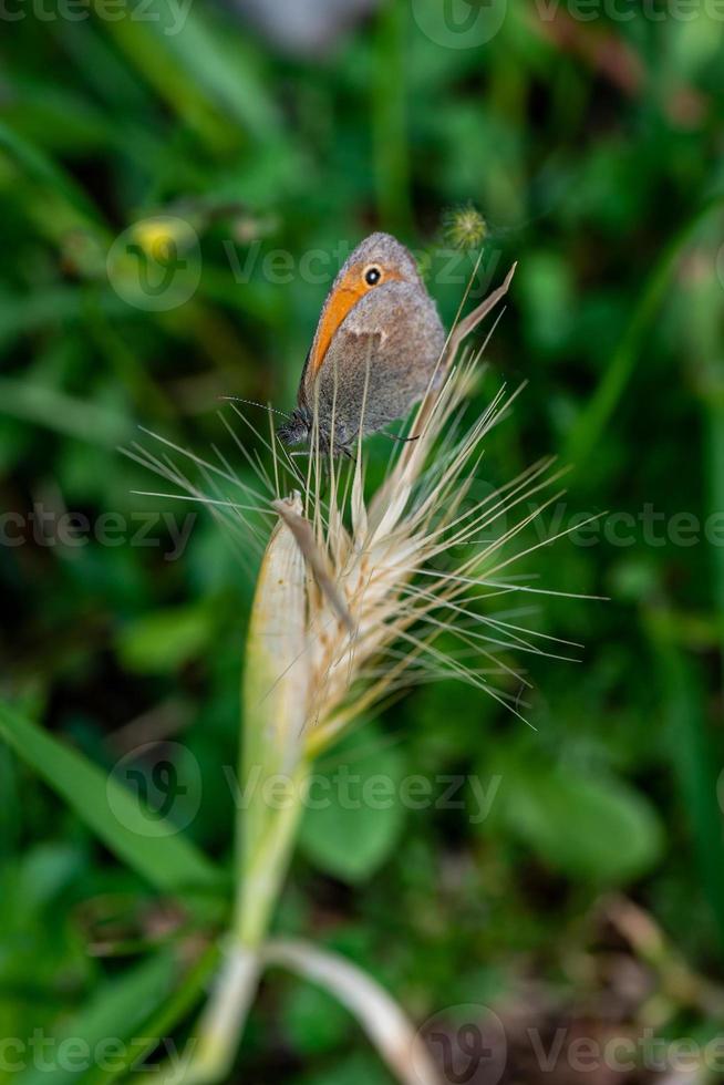 la mariposa licaone foto