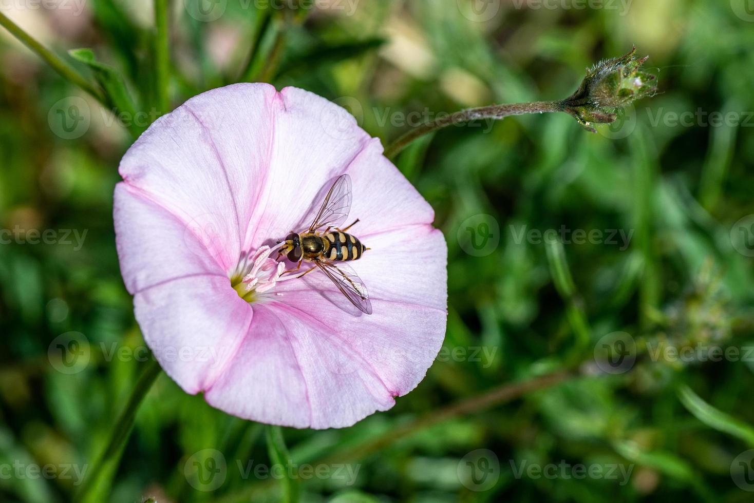 common villucchio with wasp photo