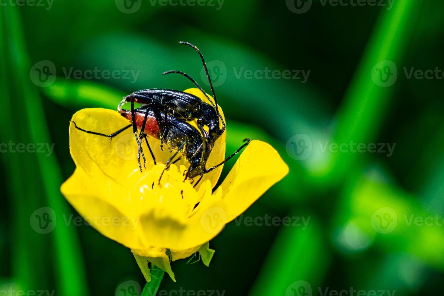 los insectos acopladores foto