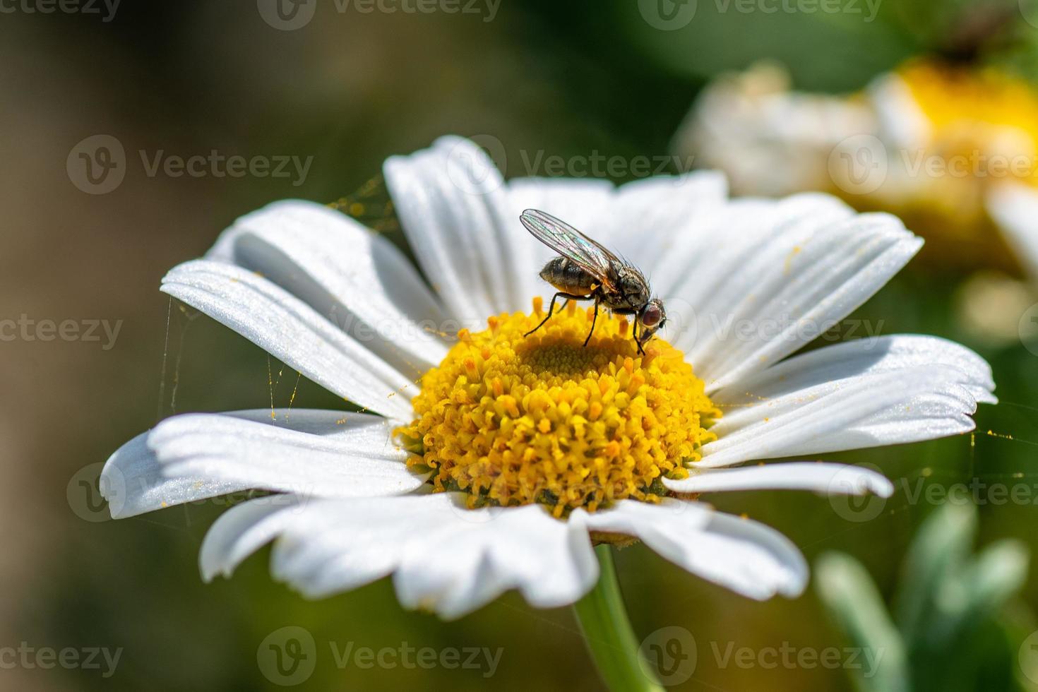 insect on a flower photo