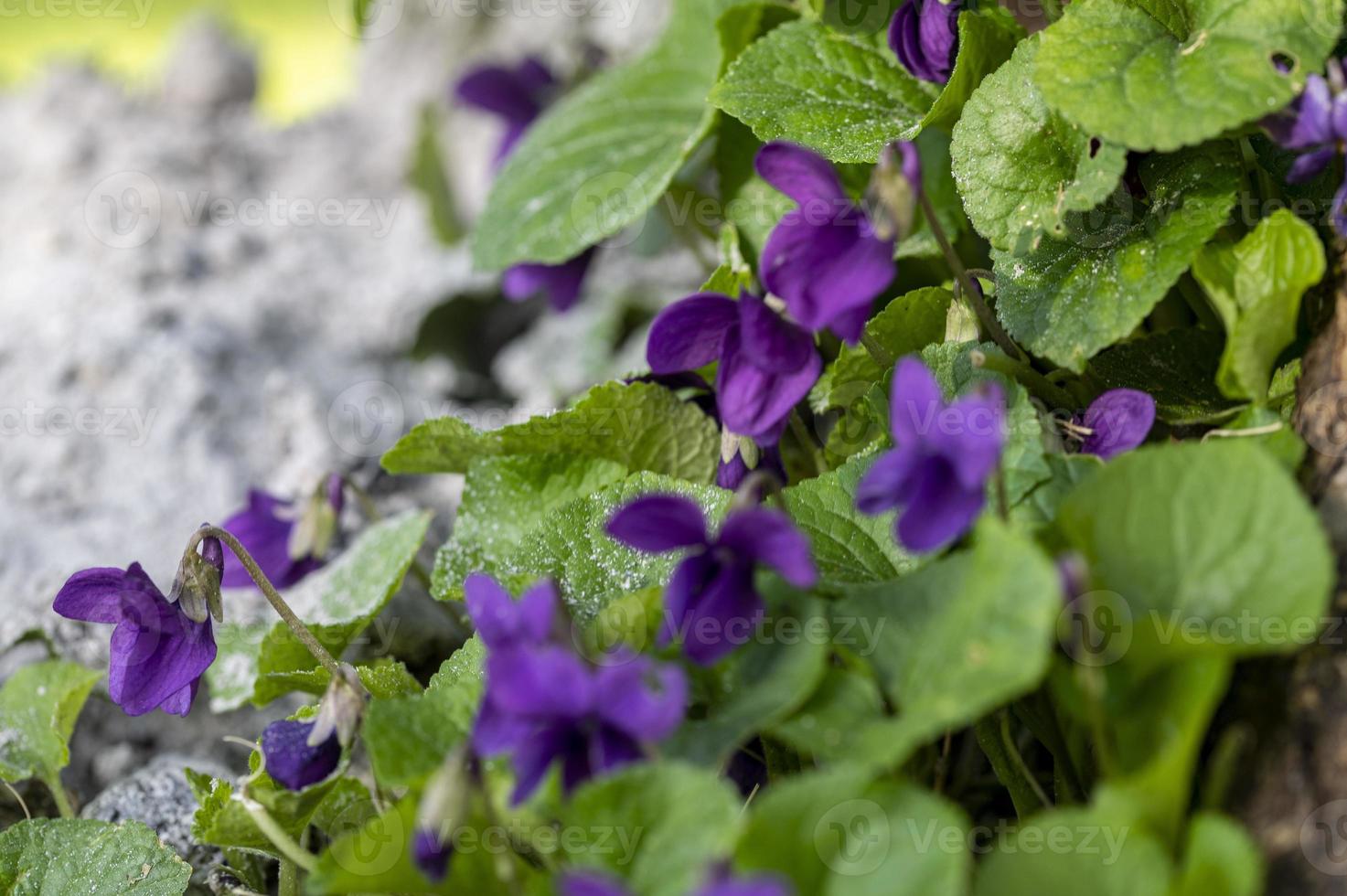 Planta violeta recién florecida en el jardín. foto