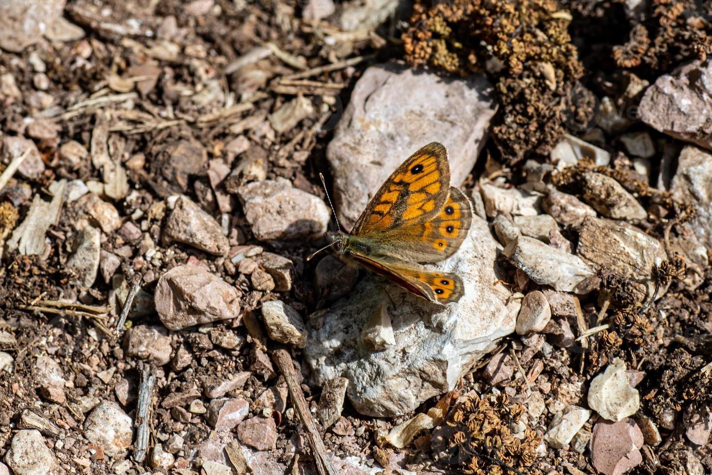 the shrew butterfly photo