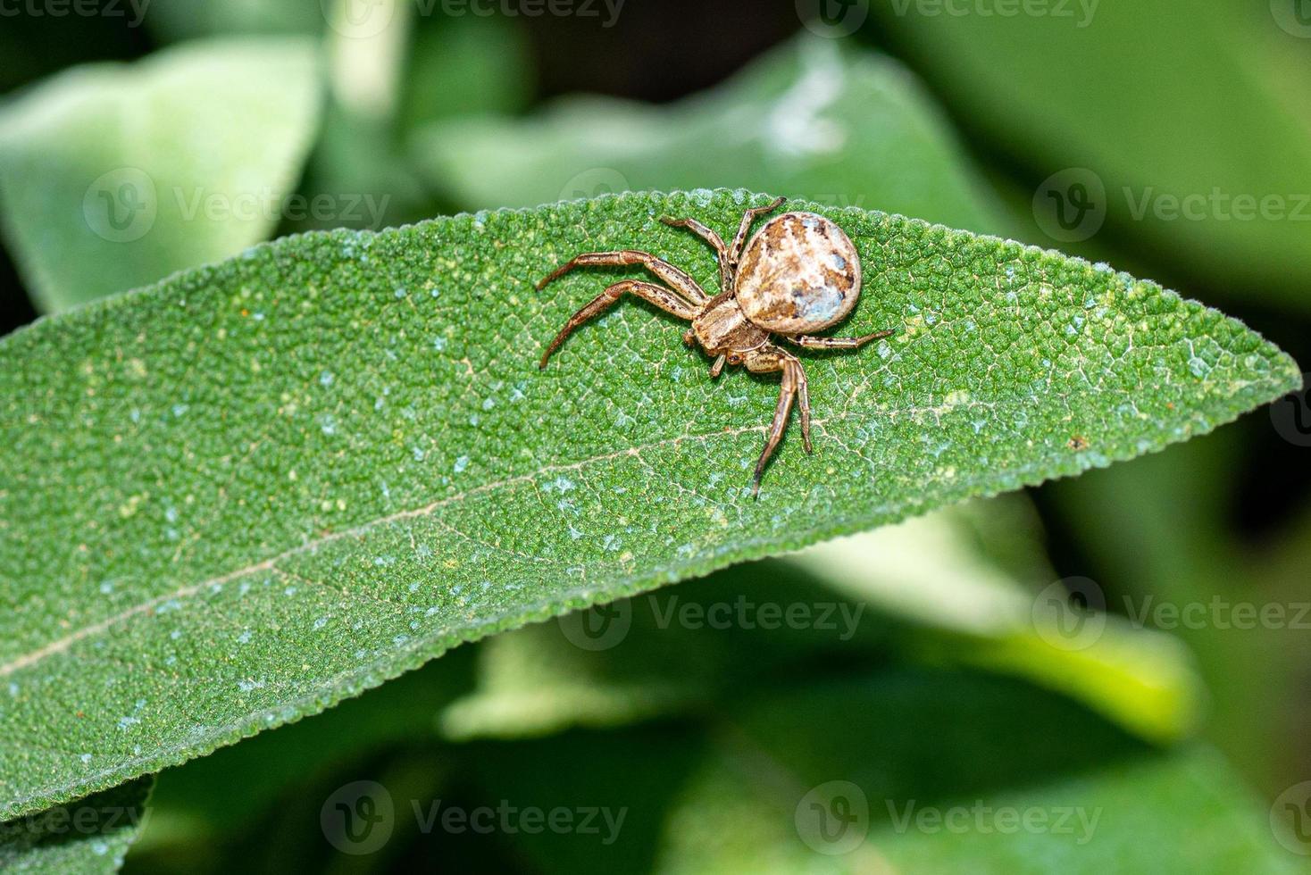 Xysticus croceus en hojas de salvia foto