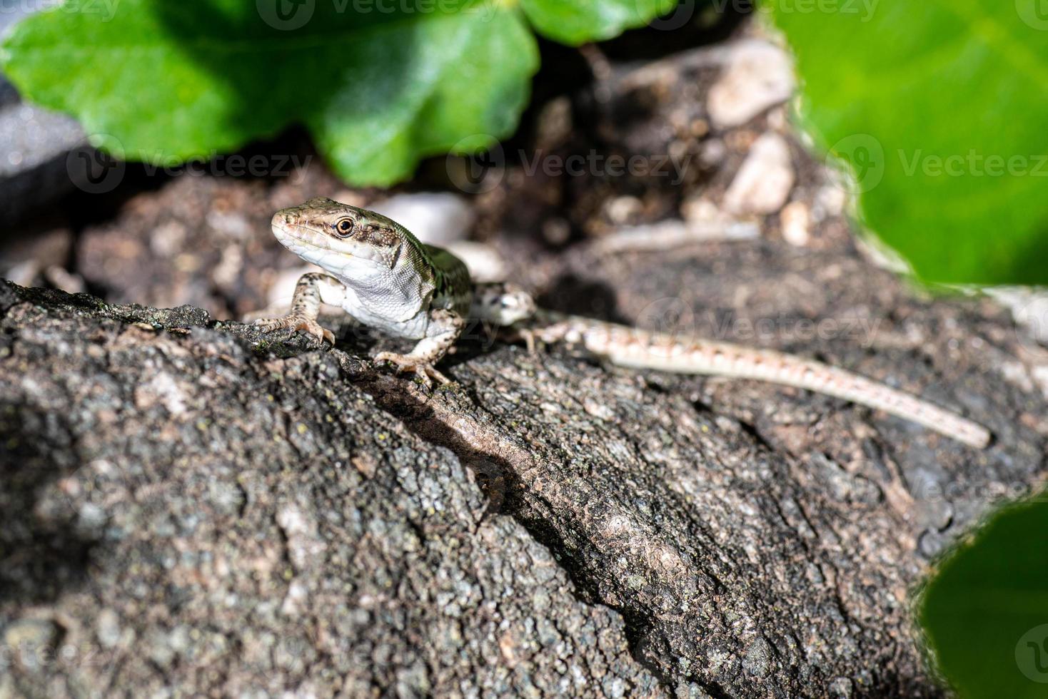 lagarto en el tronco foto