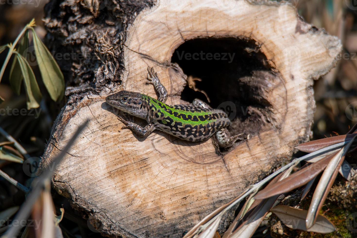 lagarto al sol en una corteza de tronco foto