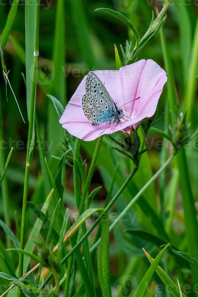 the PLEBEJUS IDAS photo