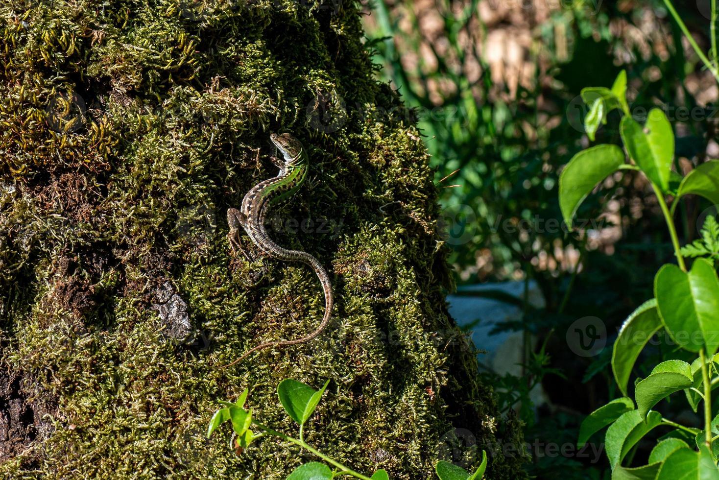 lizard in the sun photo