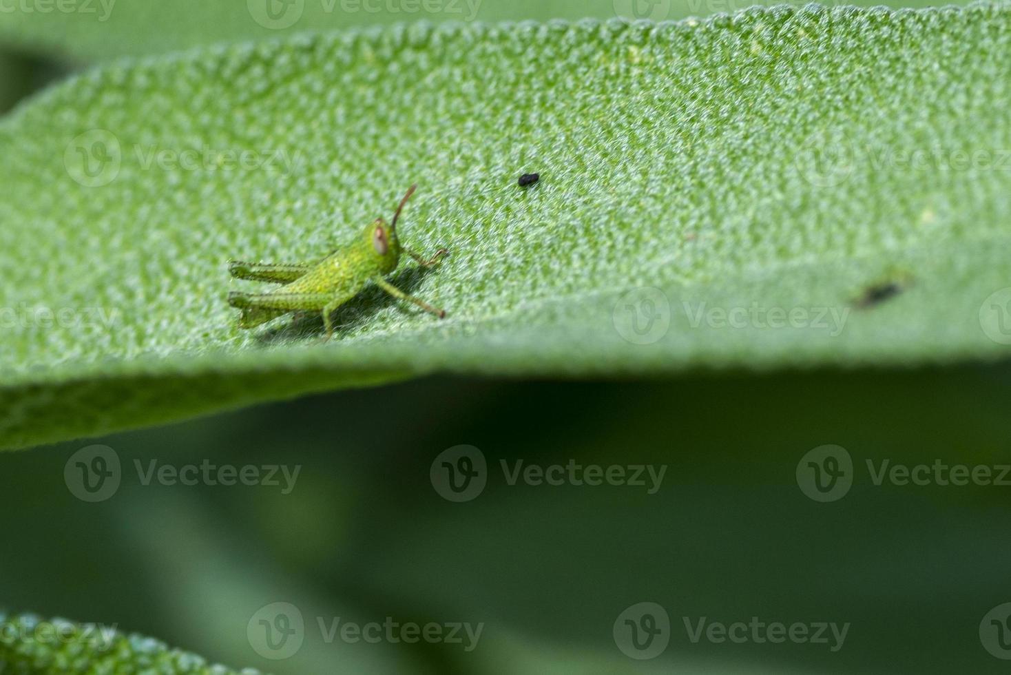 grillo verde en hojas de salvia foto