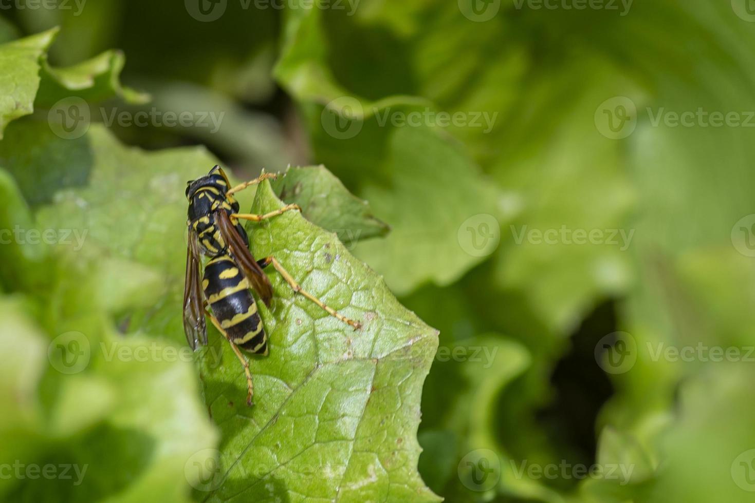 una avispa en una hoja de lechuga foto