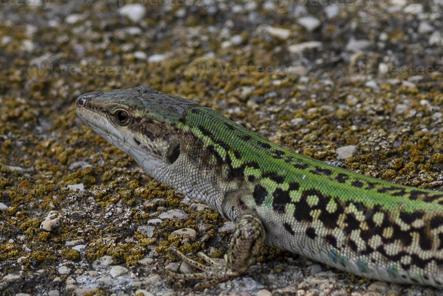 un primer plano de lagarto foto