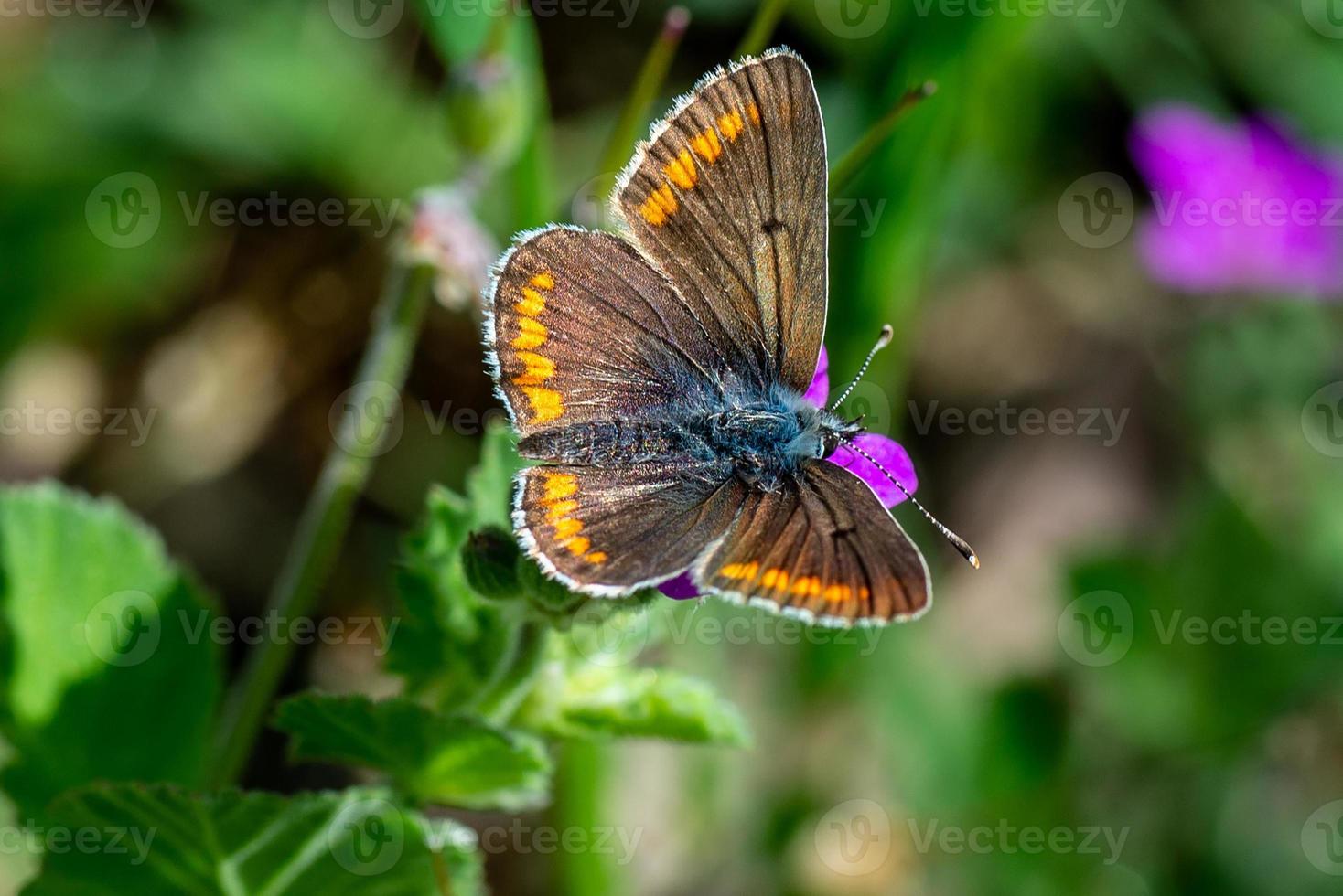 la aricia cramera foto