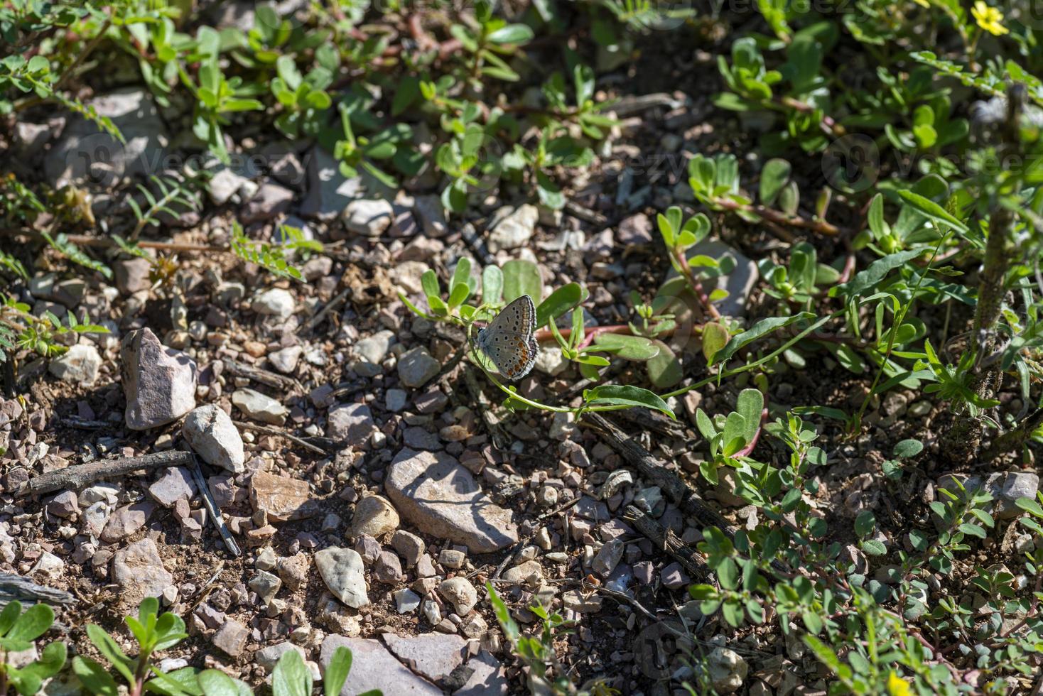 polymmatus iacarus butterfly resting on the ground photo