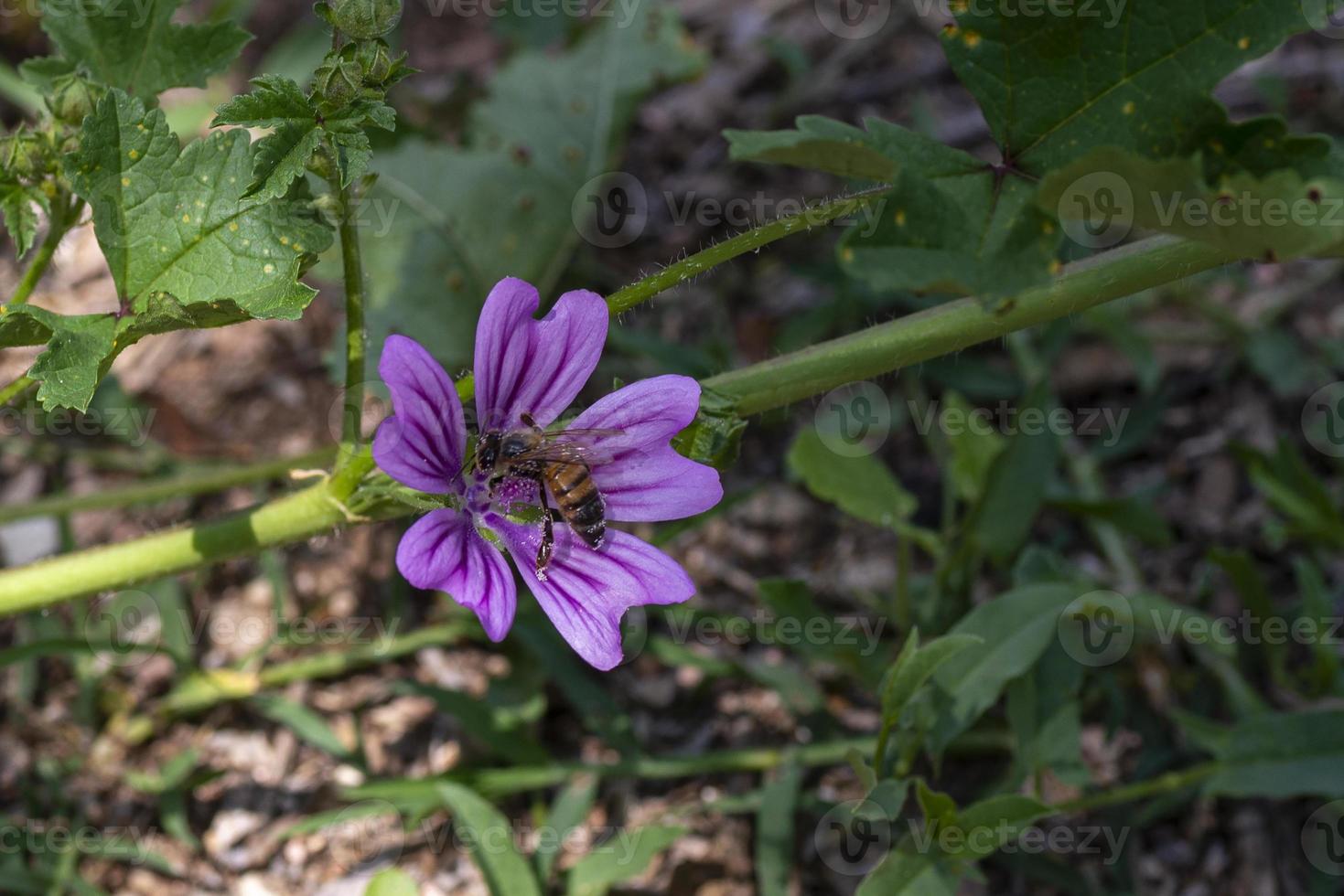 flor de malva con una abeja foto