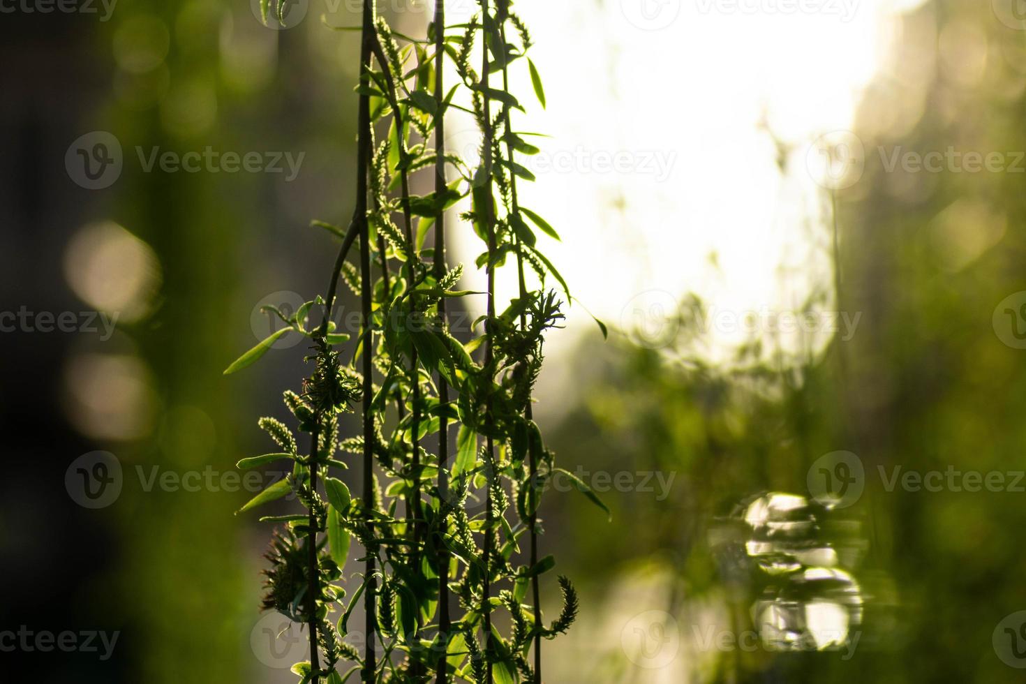 the weeping willow photo