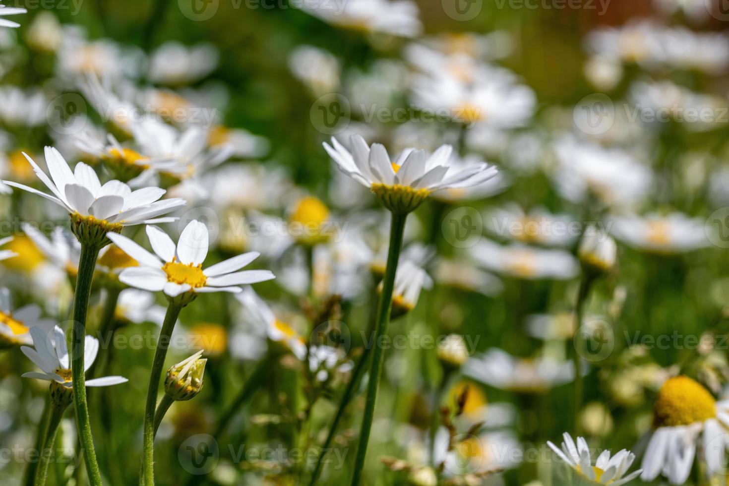 daisies flower for the preparation of the infusion of chamomile photo