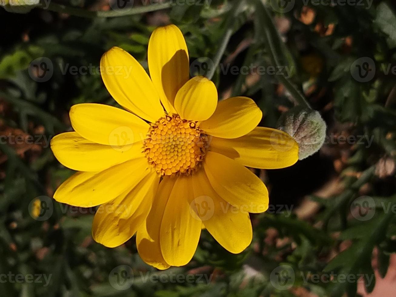 una flor de margarita amarilla común foto