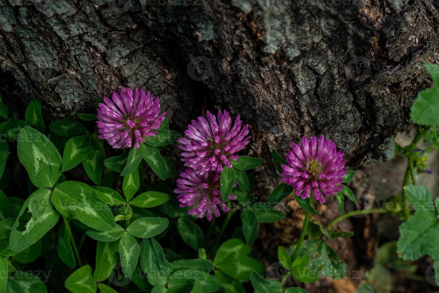 clover of the meadows photo