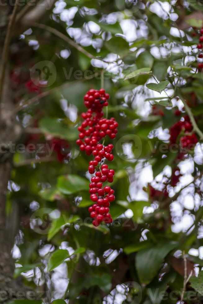 bayas silvestres en racimo nacidas de una planta silvestre foto