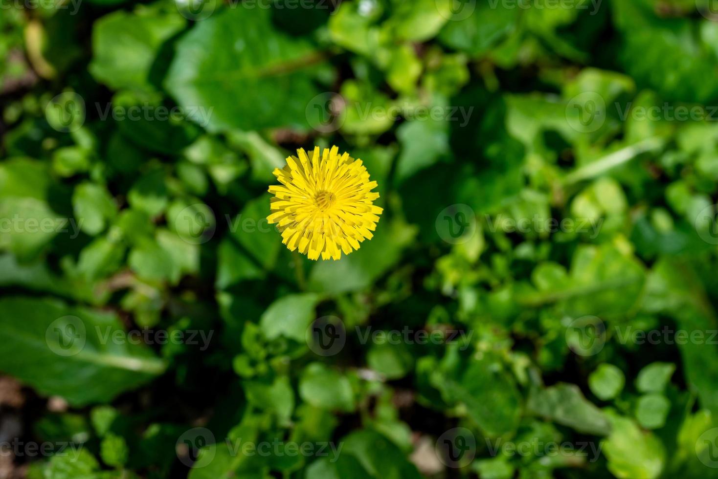 flor amarilla de diente de león foto