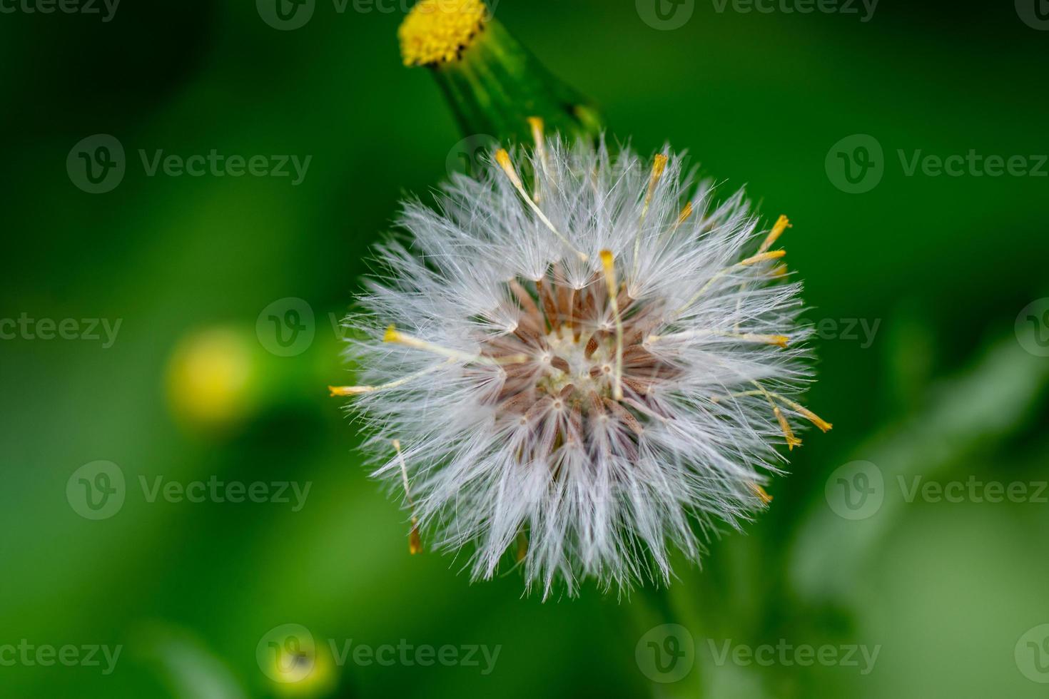 la primavera está llegando foto