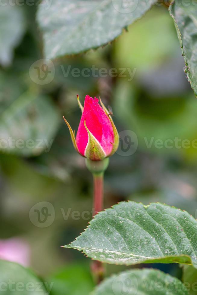 intense color rose bud photo