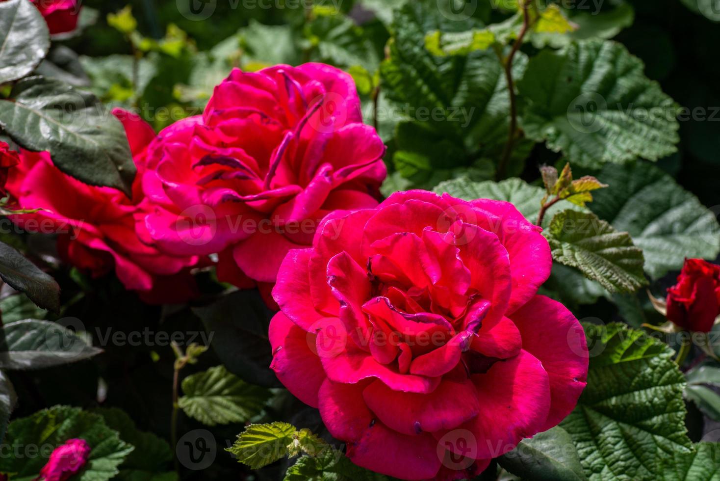 la rosa del jardín foto