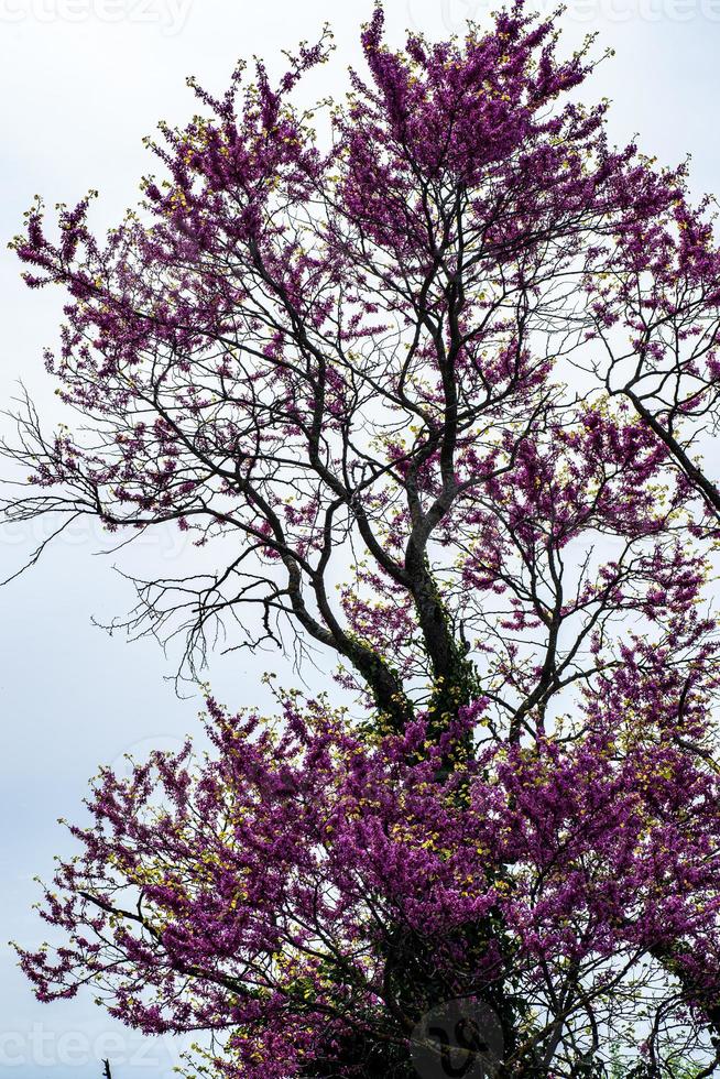 tree with purple leaves photo