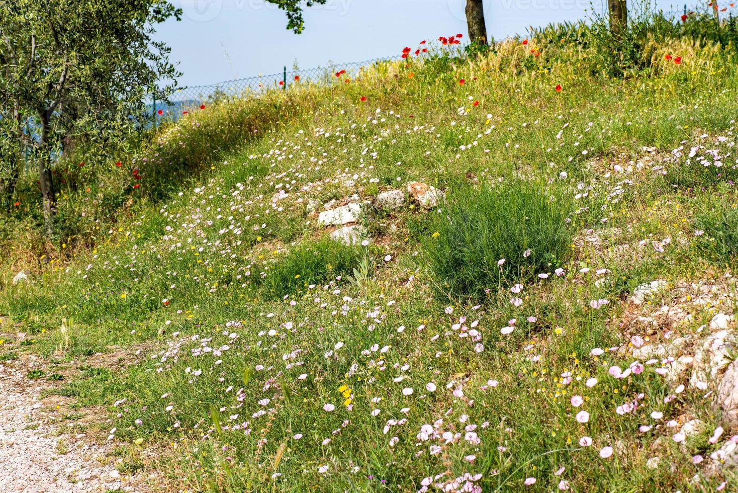 the FLOWERING MEADOW photo