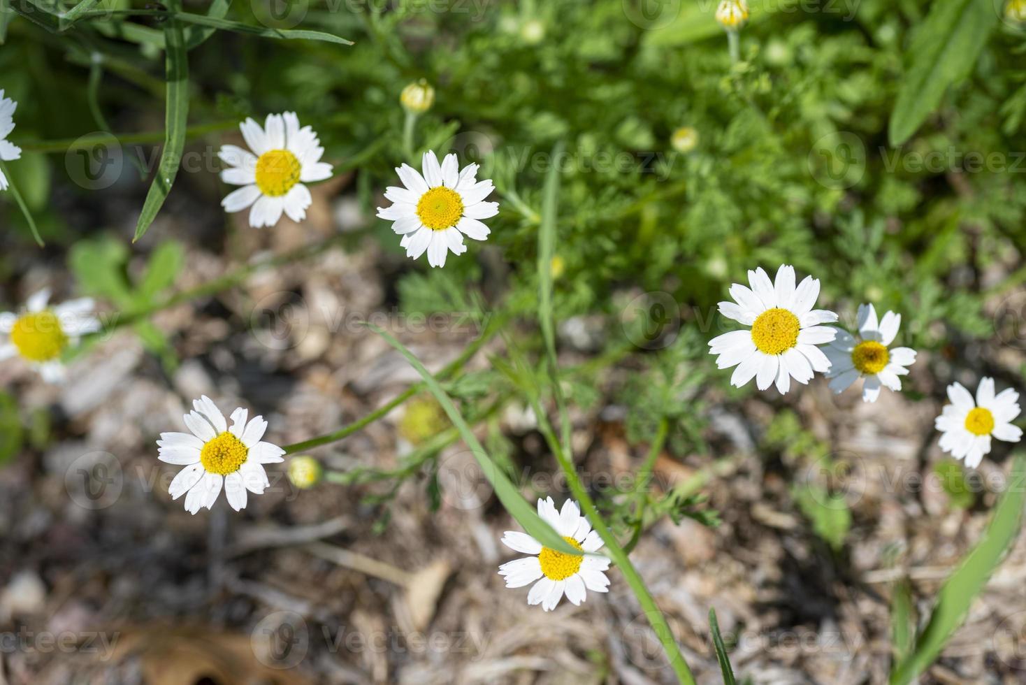 flores de margarita para uso de manzanilla foto