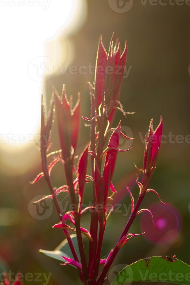 la naturaleza floreciendo foto