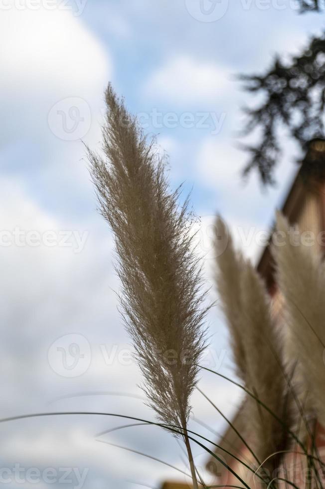 pampas plant with its feathers photo