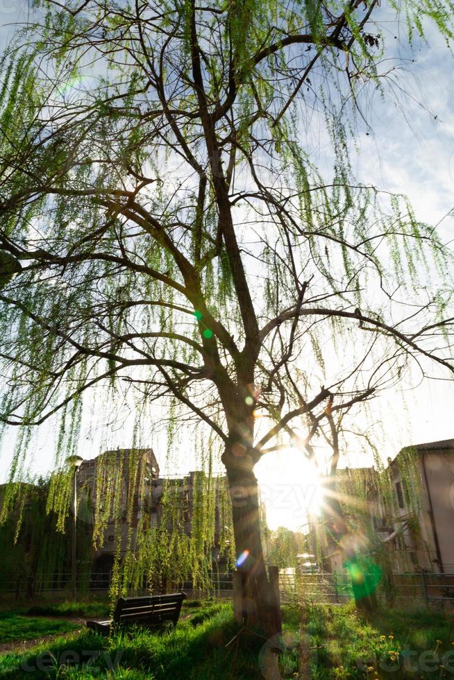 the weeping willow photo