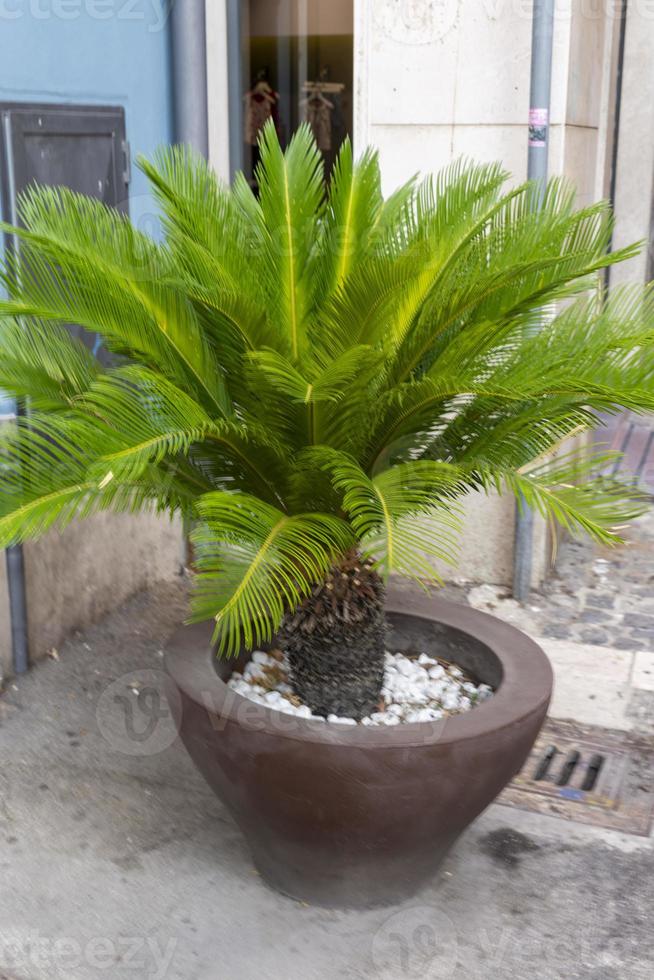 pequeña palmera en un jarrón como exhibición foto