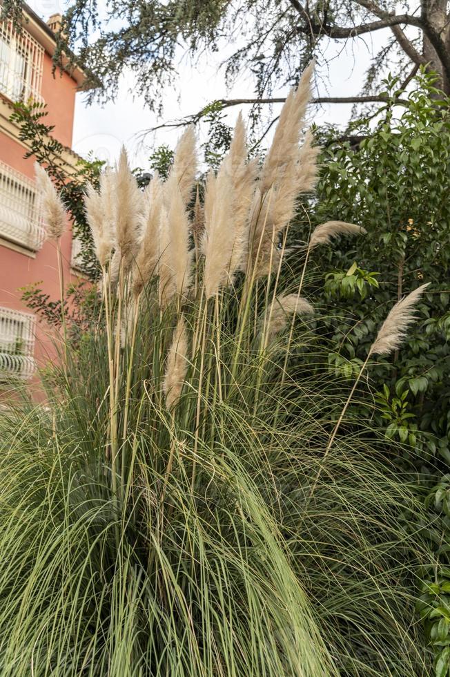 planta de la pampa con sus plumas foto