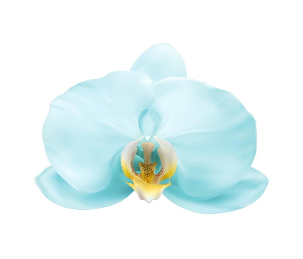 Realistic 3d blue orchid flower isolated on white. Vector Illustration